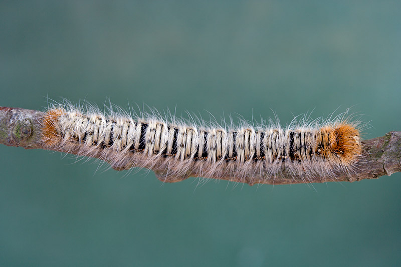 Bruco di Lasiocampide? - S, Lasiocampa quercus